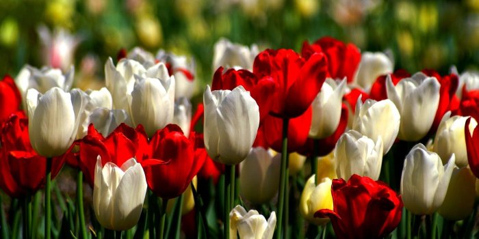1920x1200 Beautiful Tulip Garden Wallpapers | Flower Tulip..