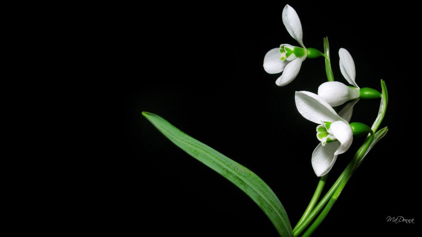 1366x768 Single flower wallpapers Gallery