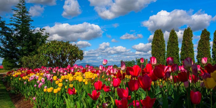 2048x1205 Beautiful Sky over Tulip Garden HD Wallpaper | Background Image