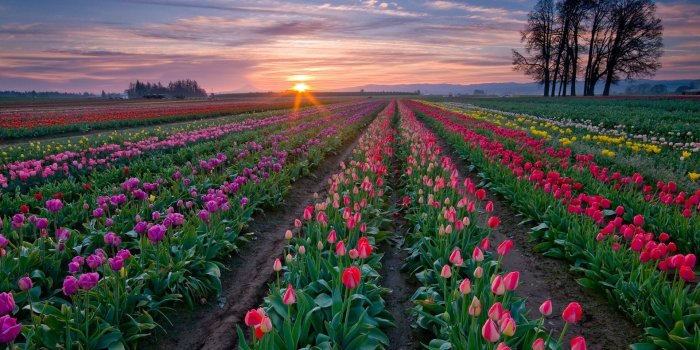 1920x1200 76+ Tulips Background Wallpapers on WallpaperPlay