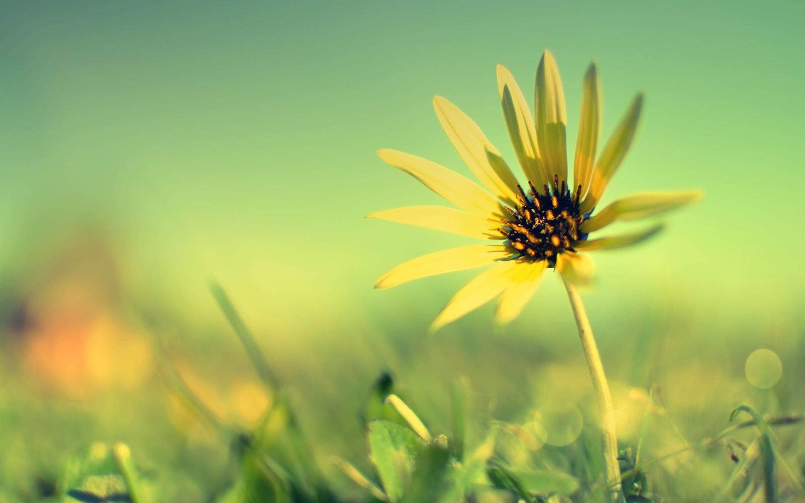 2560x1600 Single Flower Wallpapers (61+ background pictures)