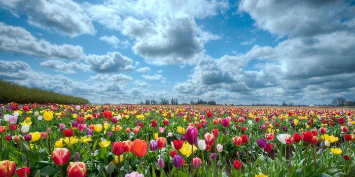 2560x1600 Tulips Garden Wallpaper #6907418