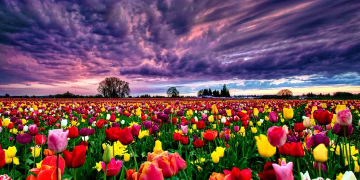 1216x728 Flowers Gardens Wallpapers For Desktop Full Size - Tulips Hd