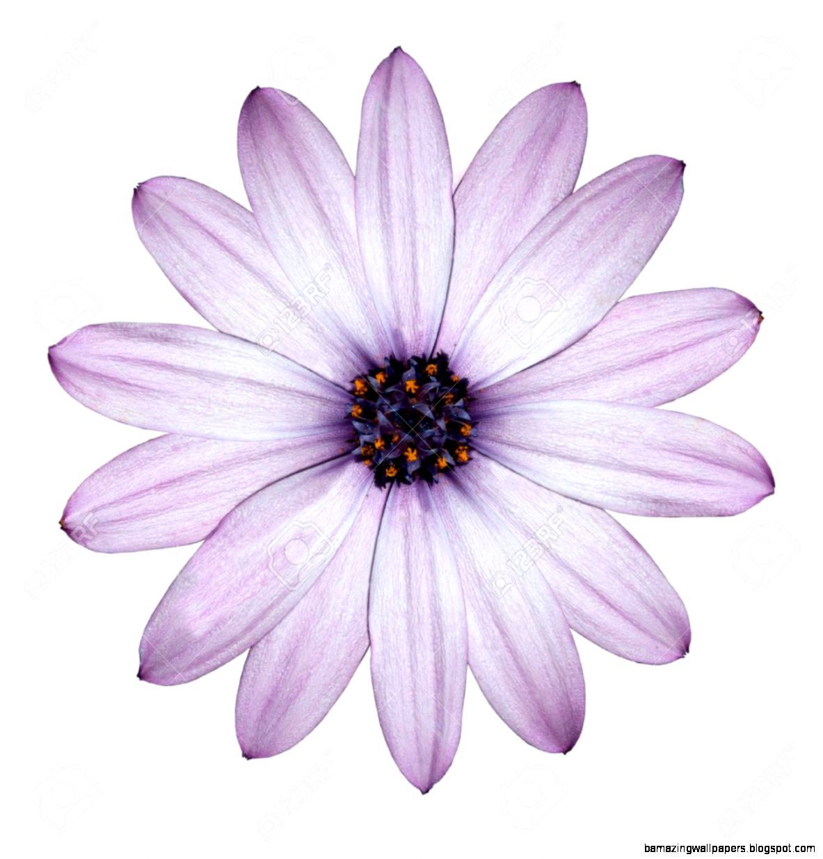 1183x1235 Single Flower White Background | Amazing Wallpapers