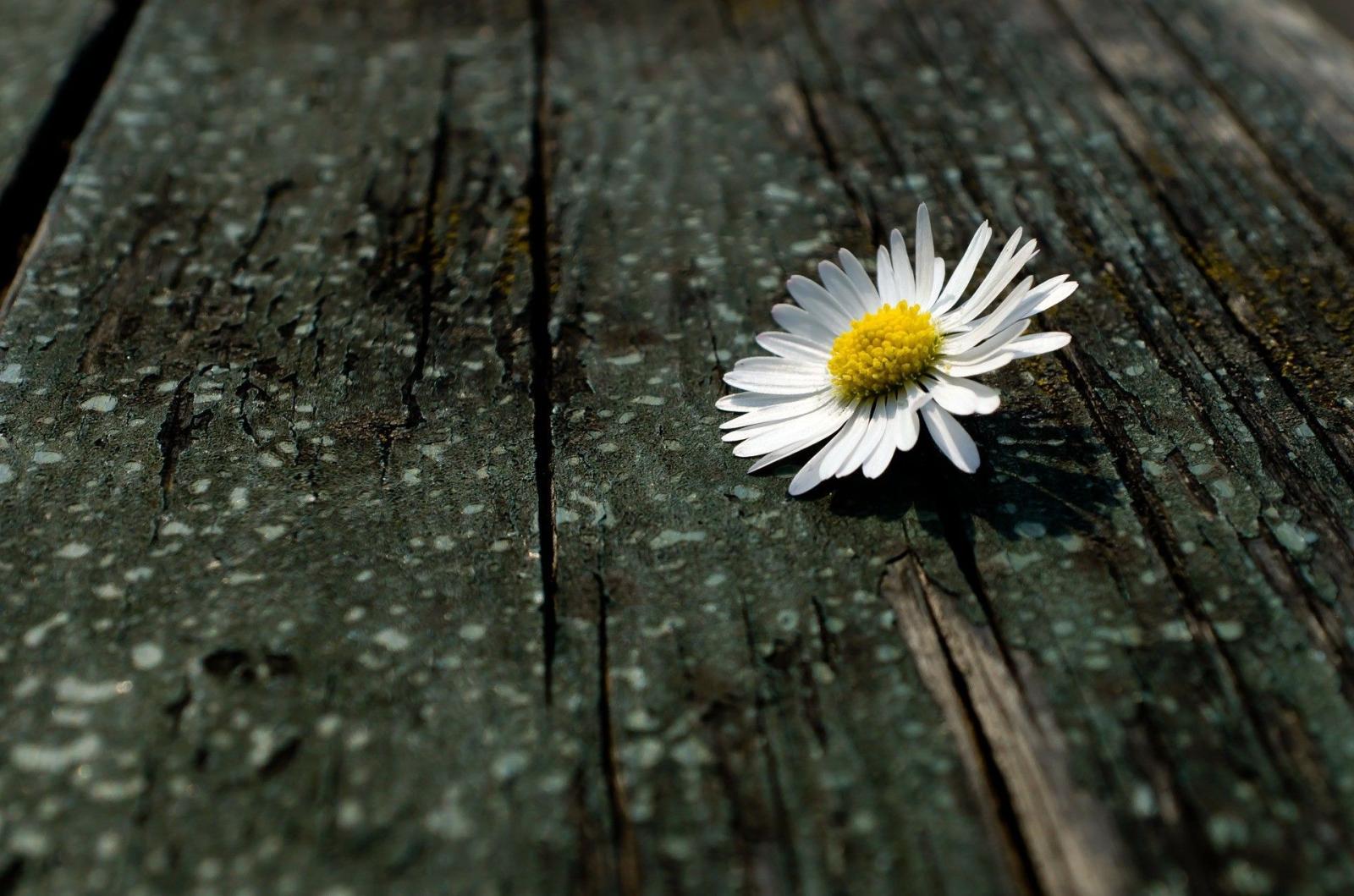 1920x1271 70+ Single Daisy Wallpapers - Download at WallpaperBro