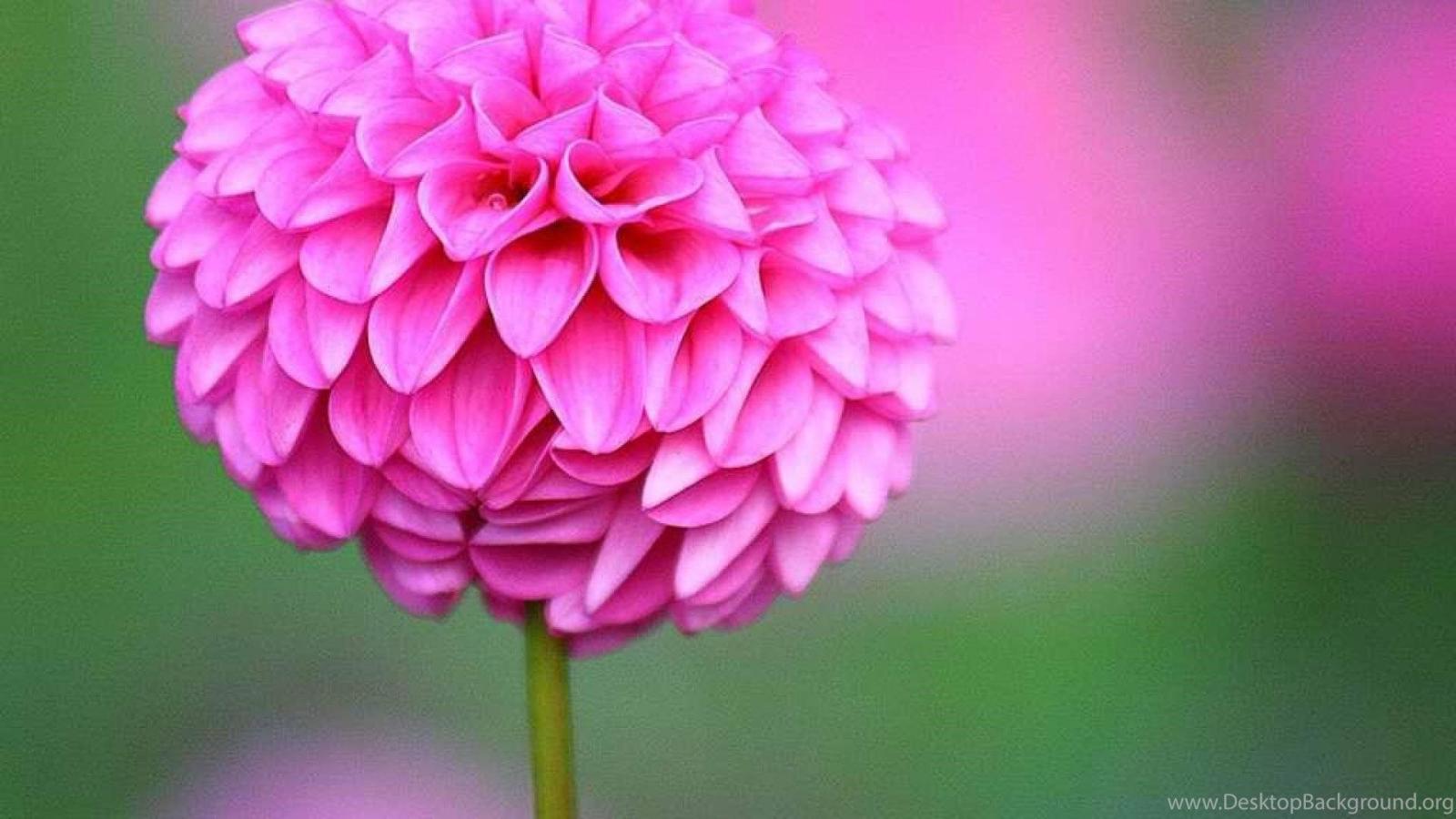 1920x1080 ONE SINGLE FLOWER WALLPAPER ( Desktop Background