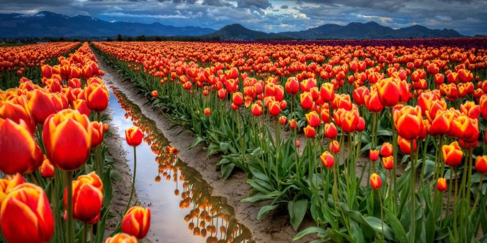 1920x1080 60+ Tulip Flower Landscape Wallpapers - Download at WallpaperBro