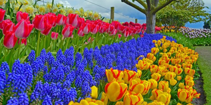1920x1080 Garden Colorful Spring Tulips HD Wallpaper - Wallpaper Stream
