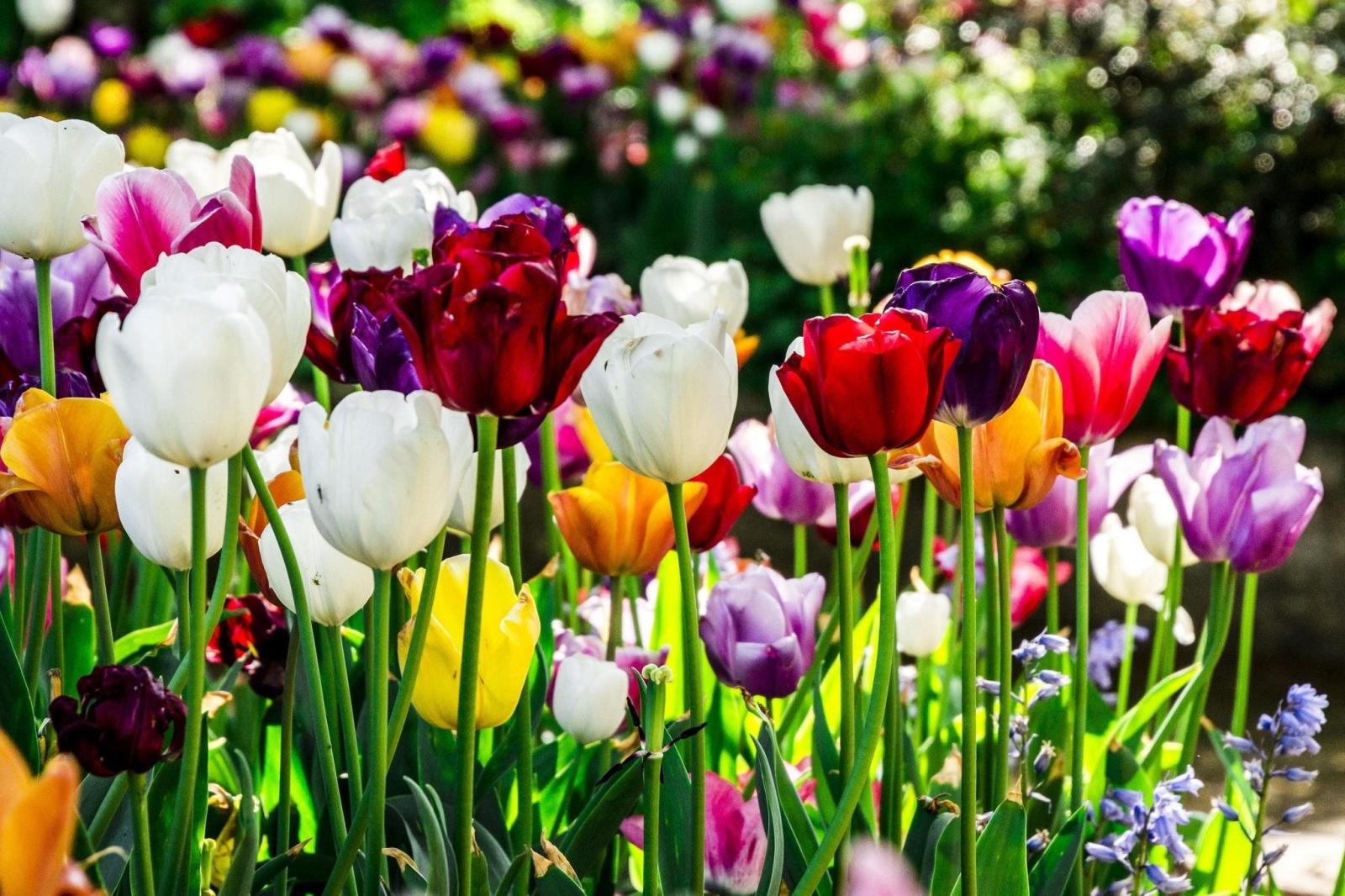 2048x1365 76+ Tulips Background Wallpapers on WallpaperPlay
