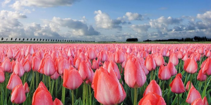 1920x1200 Tulip Wallpapers