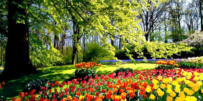 1024x768 Tulip flower garden wallpapers | Tulip flower garden wallpap…