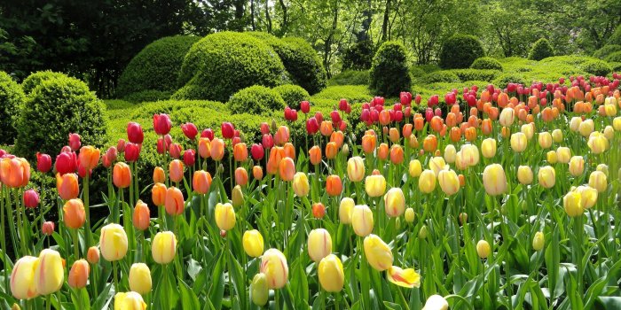 2880x1800 Tulips in the garden wallpaper - Flower wallpapers - #44421