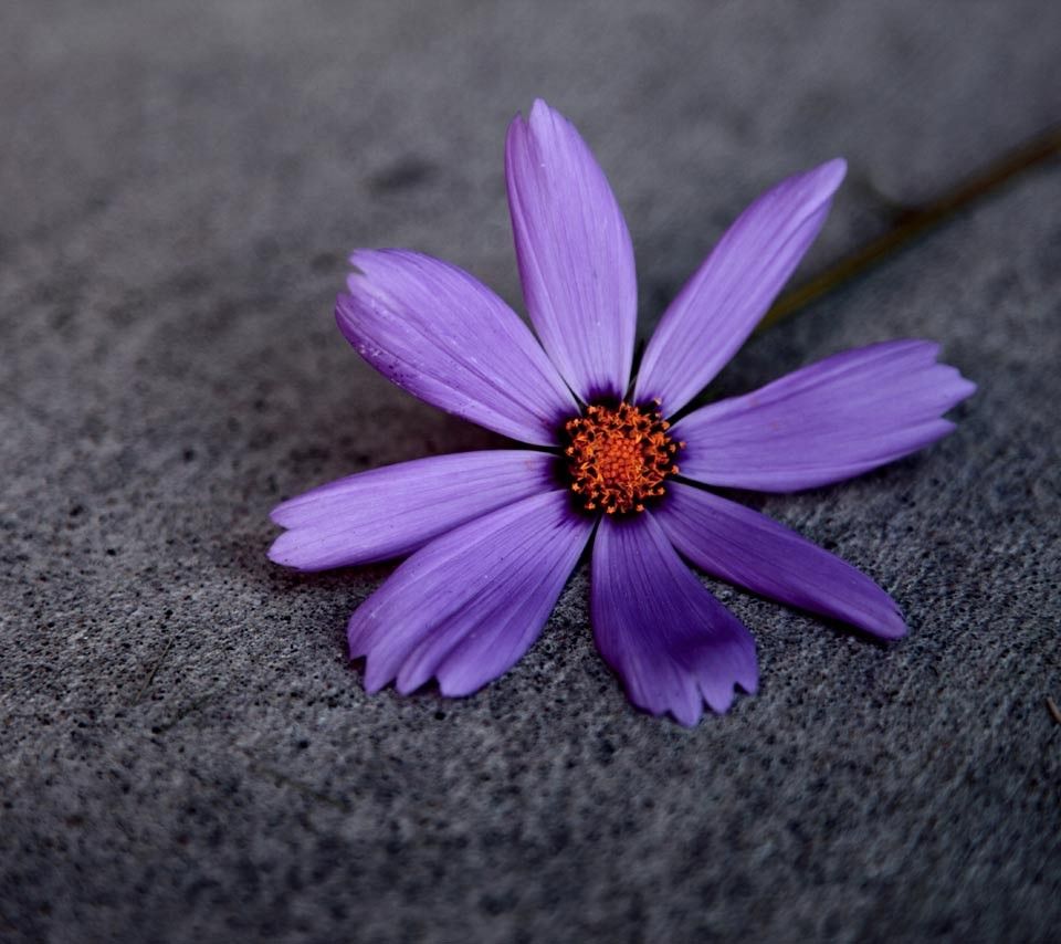 960x854 Flowers: Purple Petals Pavement Single Flower Phone Wallpapers for