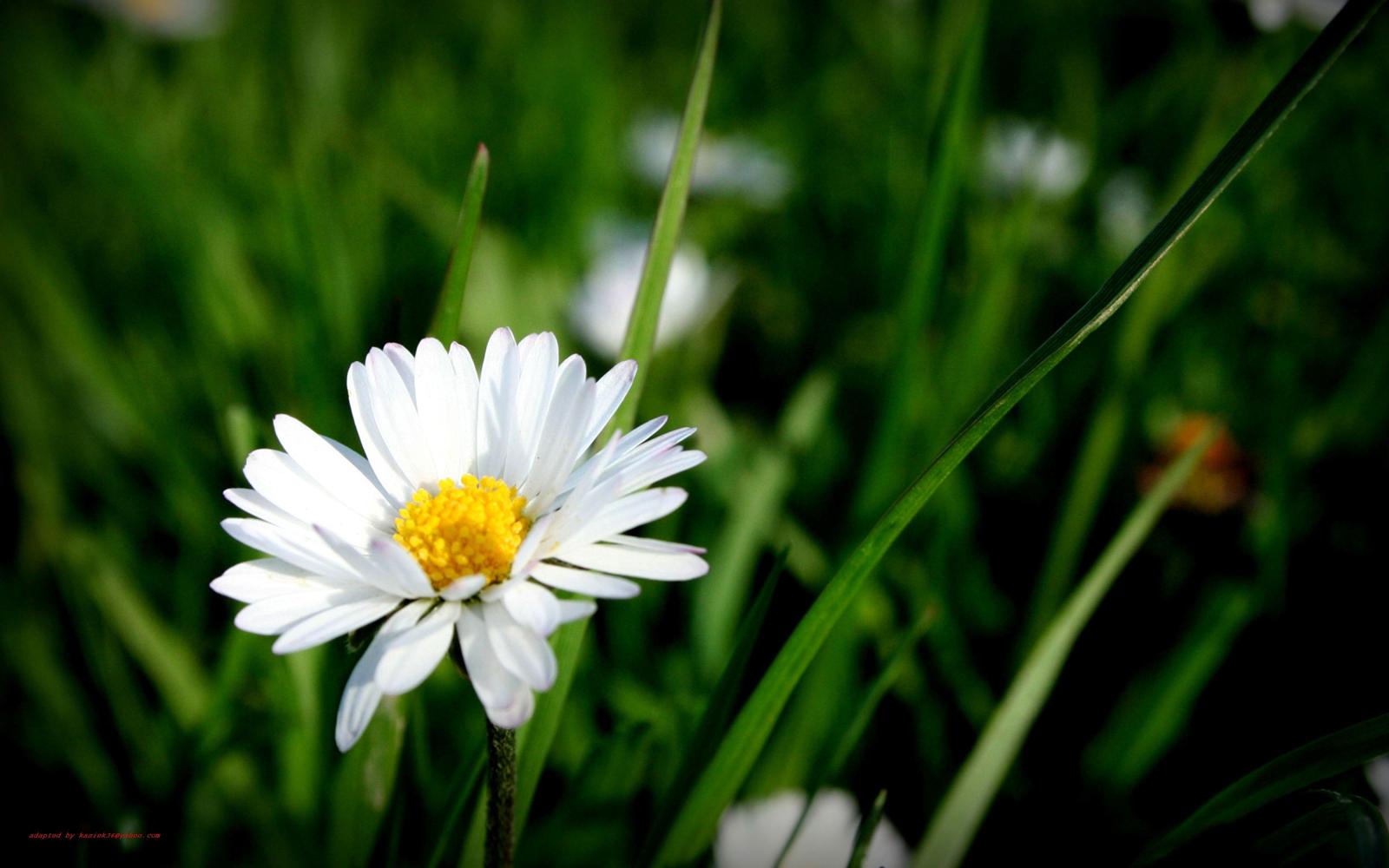 4000x2500 Flowers: Green Flowers Daisy Grass Flower Wallpaper Hd For Pc for HD