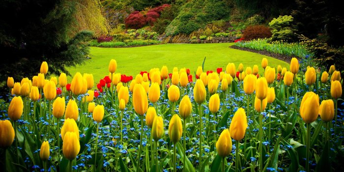 2560x1600 Yellow tulips in the garden HD desktop wallpaper : Widescreen : High