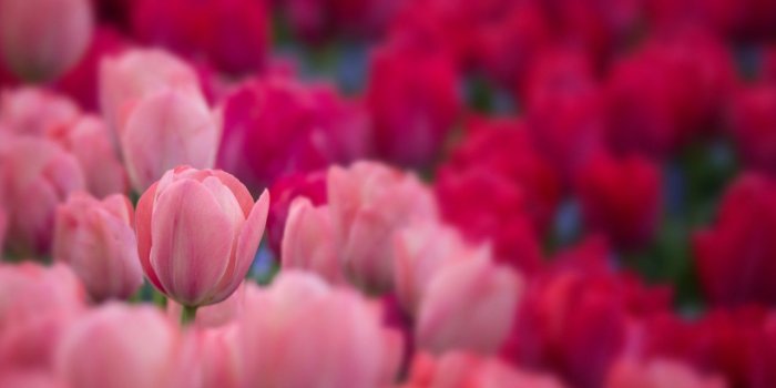 1280x720 Wallpaper Tulips, Garden, 4K, 8K, Flowers, #7476
