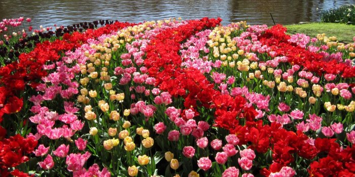 1920x1200 Keukenhof Gardens Netherlands Wallpaper for desktop & mobile in high