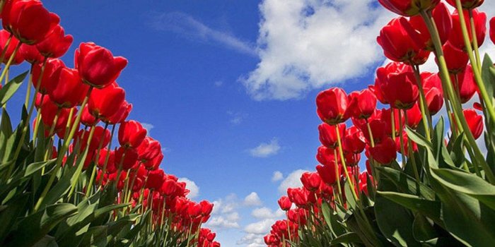 1024x768 Desktop Wallpapers » Flowers Backgrounds » Tulip Festival » www