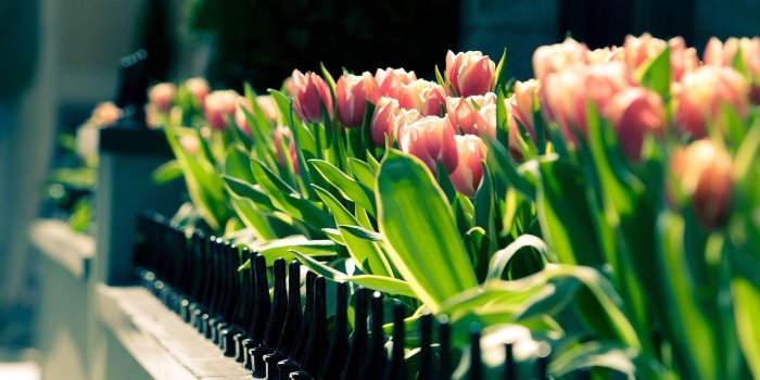 1920x1200 76+ Tulip Flower Wallpapers on WallpaperPlay