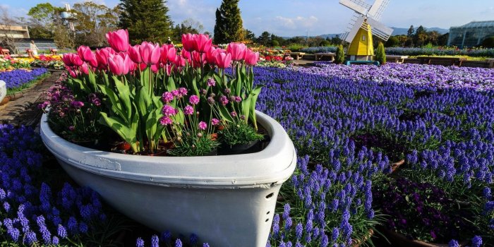 1920x1080 Tulip garden Wallpaper #33969