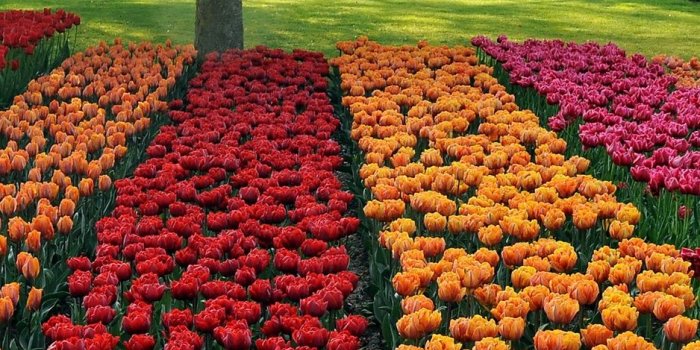 938x1668 Download wallpaper 938x1668 tulips, different, beds, trees, park
