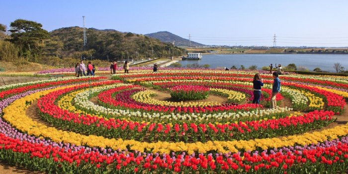 1920x1200 Tulip Garden Kashmir (1920*1200) : wallpaper