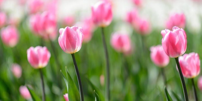 1500x1000 Print a Wallpaper