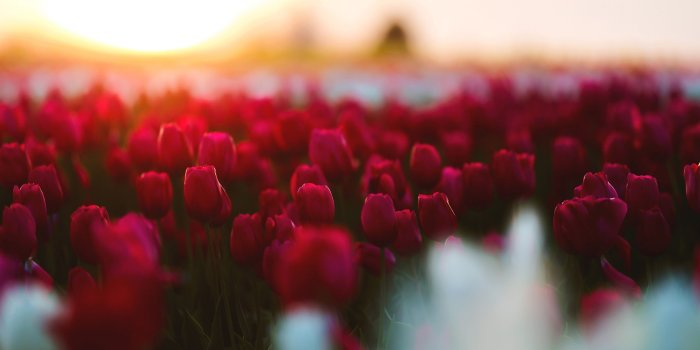 3840x2160 Beatiful Red Tulips Garden #3341 Wallpapers and Free Stock Photos