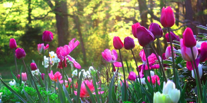 1920x1200 Tulips flower garden 1 #6915713