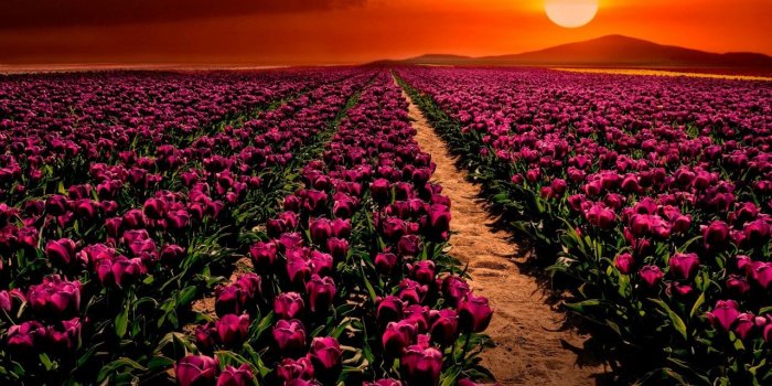 1280x720 Wallpaper Purple tulips, Sunset, Garden, HD, Flowers, #5512