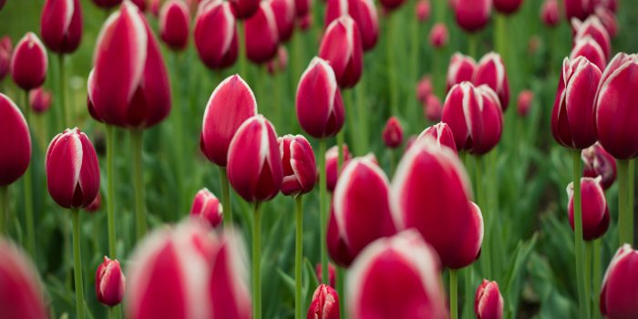 3554x1999 tulip garden wallpaper Gallery