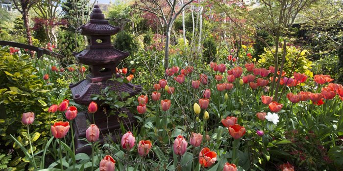 1280x778 Wallpaper England Walsall Garden Nature Tulips Gardens