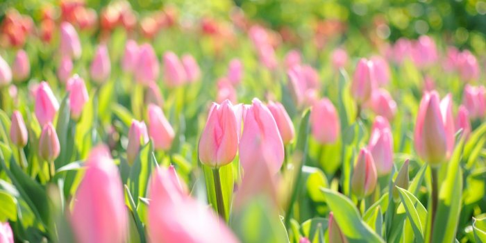 3840x2160 HD wallpaper: spring, garden, flowers, tulip, hyacinth, daffodil