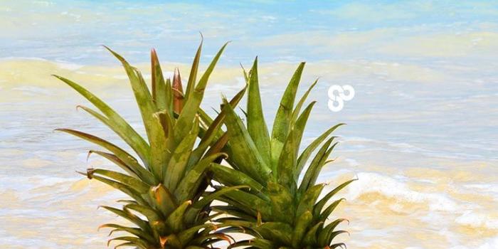 750x1334 Pineapple Beaches - The Salty Pineapple Shop - Download +60 Free
