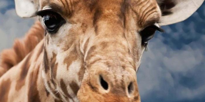 800x1280 Free download Funny Giraffe HD wallpaper for Kindle Fire HD