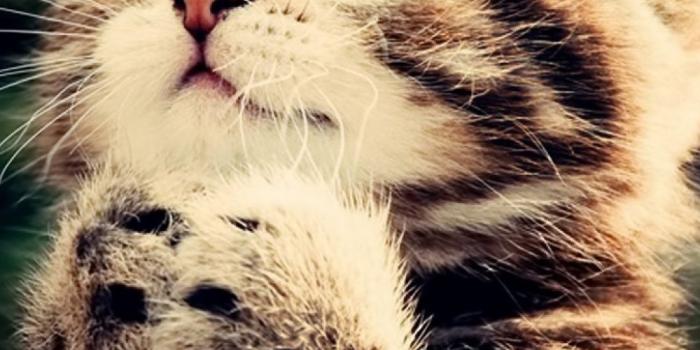 1000x1600 Funny Cat Mobile Wallpaper - Mobiles Wall