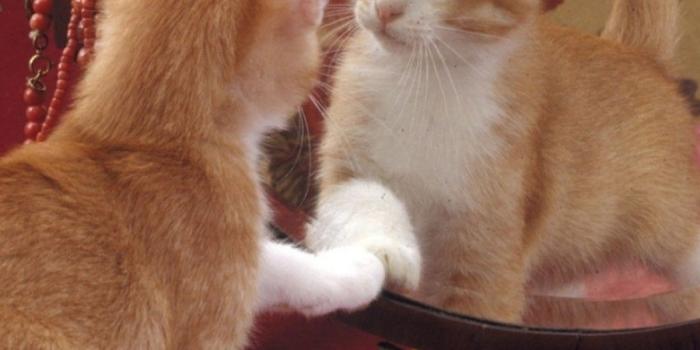 1200x1920 Download 1200x1920 Kitten, Mirron, Funny, Cats Wallpapers for Asus