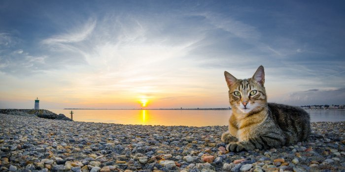 2560x1440 101834 #4k, #stones, #pineapple, #beach, #fruit | Food wallpapers