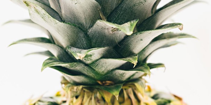 1080x1920 5 Cool Pineapple Backgrounds for iPhones | Pineapple Supply Co.