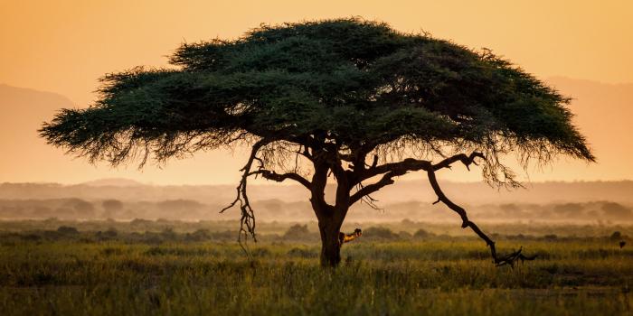 5120x3200 HD African Art Wallpaper | HD Wallpapers in 2019 | Tree wallpaper