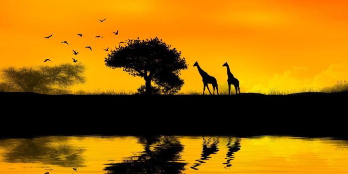 1920x1080 HD African Art Wallpaper 1280×800 Africa Wallpapers (43 Wallpapers