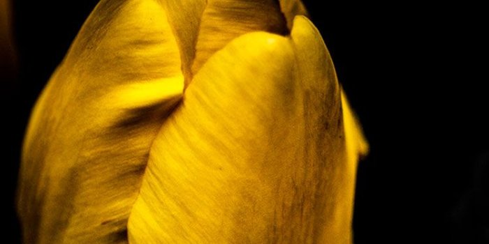 750x1334 30 HD Yellow iPhone Wallpapers