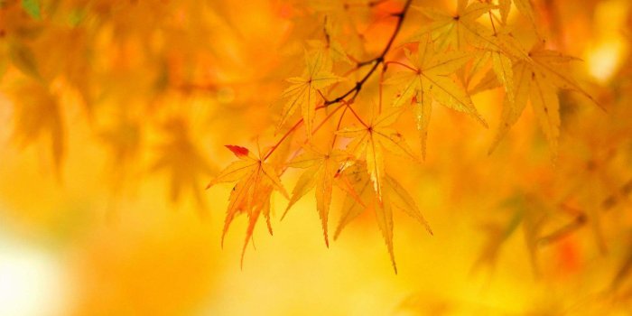 1920x1200 28+] Description of the Yellow Wallpaper on WallpaperSafari