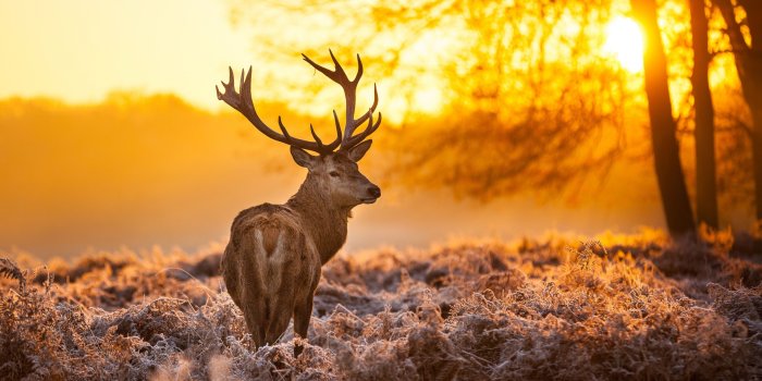 3840x2160 Wallpaper Deer, 4k, HD wallpaper, wild, sun, yellow, nature, winter