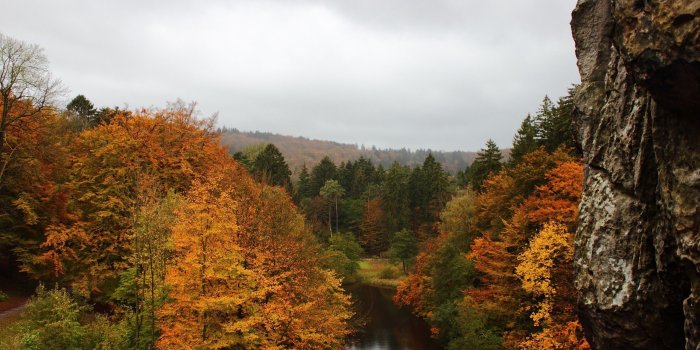 2560x1600 25+ Overcast Forest Wallpapers - Download at WallpaperBro