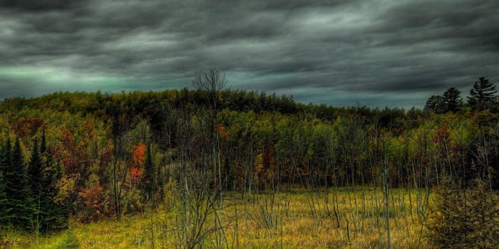 1920x1080 25+ Overcast Forest Wallpapers - Download at WallpaperBro