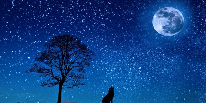 1920x1080 Download wallpaper 1920x1080 wolf, starry sky, tree, moon full hd