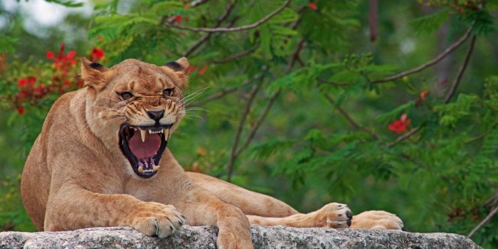 1920x1200 Puma on a rock roaring wallpaper - Animal wallpapers - #49553
