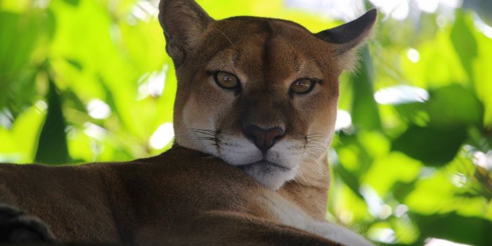 2880x1800 Wallpaper Puma, mountain lion, green leaves 2880x1800 HD Picture, Image