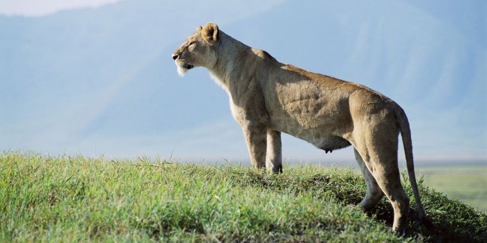 1920x1080 Puma on green field HD wallpaper | Wallpaper Flare